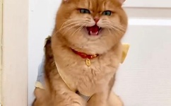 人妻被别人巨茎征服的后果